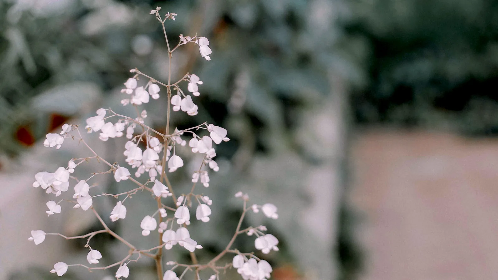 Une branche de petites fleurs blanches, sous une lumière d'hiver.